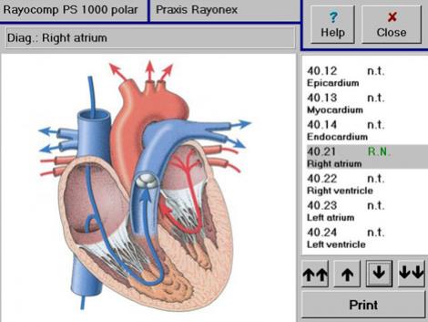 biorezonancia, liecba, biorezonancia Bratislava, diagnostika, parazity, bachova kvetová terapia, prístroje rayonex